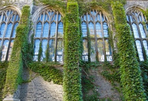 ivy walls